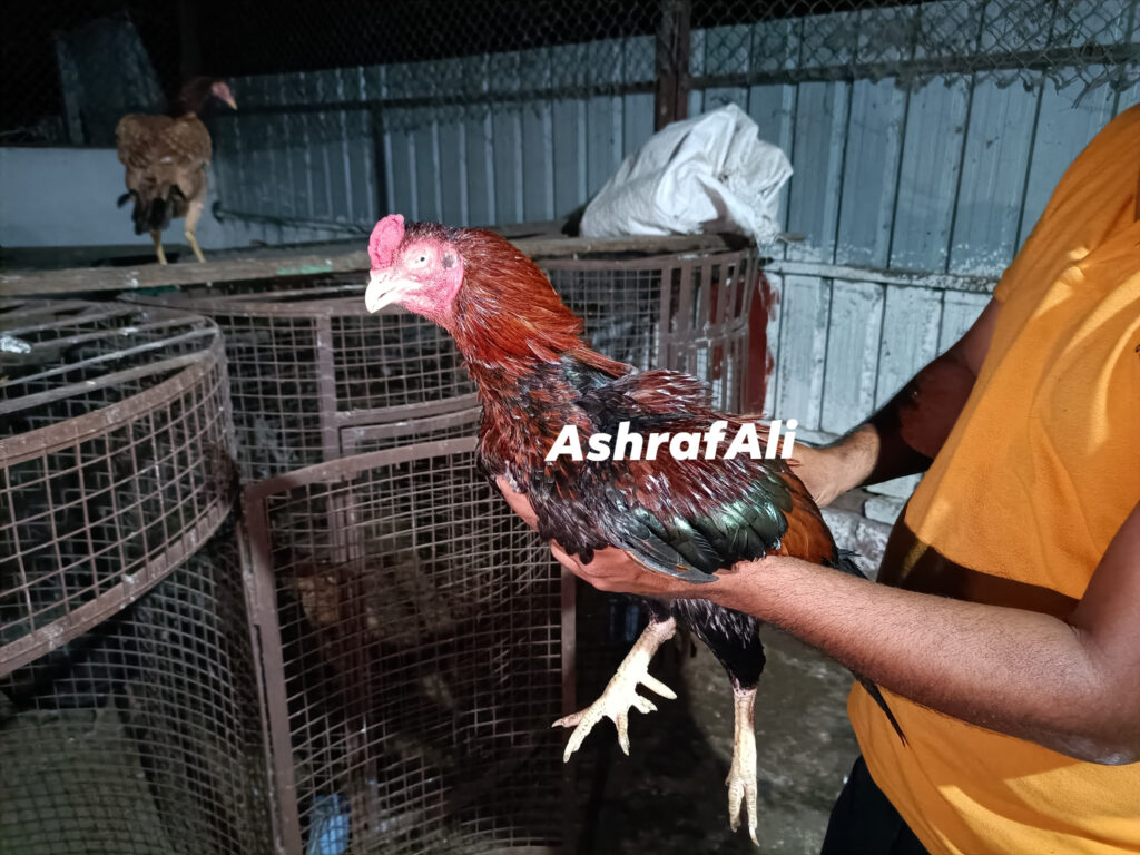 RAMPURI ASEEL