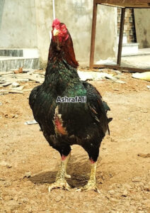 RAMPURI ASEEL, INDIAN ASEEL, REZA ASEEL, SEVAL, MURGA, ASIL, COCK FIGHT, EGGS, POULTRY BUSINESS, ASIL FIGHT, ASEEL FIGHT