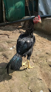RAMPURI ASEEL, INDIAN ASEEL, REZA ASEEL, SEVAL, MURGA, ASIL, COCK FIGHT, EGGS, POULTRY BUSINESS, ASIL FIGHT, ASEEL FIGHT, AMROHA ASEEL, PAKISTANI ASEEL, MIANWALI ASEEL