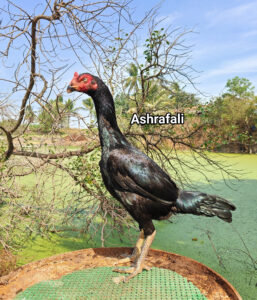 RAMPURI ASEEL, INDIAN ASEEL, REZA ASEEL, SEVAL, MURGA, ASIL, COCK FIGHT, EGGS, POULTRY BUSINESS, ASIL FIGHT, ASEEL FIGHT, AMROHA ASEEL, PAKISTANI ASEEL, MIANWALI ASEEL