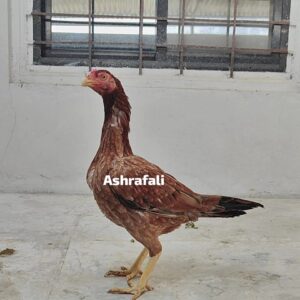 RAMPURI ASEEL, INDIAN ASEEL, REZA ASEEL, SEVAL, MURGA, ASIL, COCK FIGHT, EGGS, POULTRY BUSINESS, ASIL FIGHT, ASEEL FIGHT, AMROHA ASEEL, PAKISTANI ASEEL, MIANWALI ASEEL
