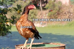 RAMPURI ASEEL, INDIAN ASEEL, REZA ASEEL, SEVAL, MURGA, ASIL, COCK FIGHT, EGGS, POULTRY BUSINESS, ASIL FIGHT, ASEEL FIGHT, AMROHA ASEEL, PAKISTANI ASEEL, MIANWALI ASEEL