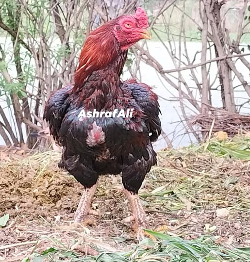 RAMPURI ASEEL, CLASSIC ASEEL, ASIL