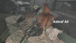 RAMPURI ASEEL, INDIAN ASEEL, REZA ASEEL, SEVAL, MURGA, ASIL, COCK FIGHT, EGGS, POULTRY BUSINESS, ASIL FIGHT, ASEEL FIGHT, AMROHA ASEEL, PAKISTANI ASEEL, MIANWALI ASEEL