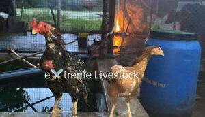 RAMPURI ASEEL, INDIAN ASEEL, REZA ASEEL, SEVAL, MURGA, ASIL, COCK FIGHT, EGGS, POULTRY BUSINESS, ASIL FIGHT, ASEEL FIGHT, AMROHA ASEEL, PAKISTANI ASEEL, MIANWALI ASEEL