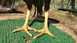 RAMPURI ASEEL, INDIAN ASEEL, REZA ASEEL, SEVAL, MURGA, ASIL, COCK FIGHT, EGGS, POULTRY BUSINESS, ASIL FIGHT, ASEEL FIGHT, AMROHA ASEEL, PAKISTANI ASEEL, MIANWALI ASEEL