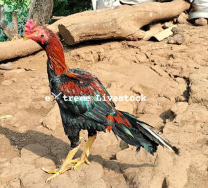 RAMPURI ASEEL, INDIAN ASEEL, REZA ASEEL, SEVAL, MURGA, ASIL, COCK FIGHT, EGGS, POULTRY BUSINESS, ASIL FIGHT, ASEEL FIGHT, AMROHA ASEEL, PAKISTANI ASEEL, MIANWALI ASEEL