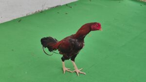 RAMPURI ASEEL, INDIAN ASEEL, REZA ASEEL, SEVAL, MURGA, ASIL, COCK FIGHT, EGGS, POULTRY BUSINESS, ASIL FIGHT, ASEEL FIGHT, AMROHA ASEEL, PAKISTANI ASEEL, MIANWALI ASEEL