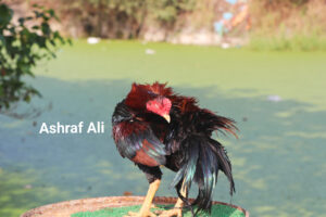 RAMPURI ASEEL, INDIAN ASEEL, REZA ASEEL, SEVAL, MURGA, ASIL, COCK FIGHT, EGGS, POULTRY BUSINESS, ASIL FIGHT, ASEEL FIGHT, AMROHA ASEEL, PAKISTANI ASEEL, MIANWALI ASEEL
