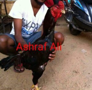 RAMPURI ASEEL, INDIAN ASEEL, REZA ASEEL, SEVAL, MURGA, ASIL, COCK FIGHT, EGGS, POULTRY BUSINESS, ASIL FIGHT, ASEEL FIGHT, AMROHA ASEEL, PAKISTANI ASEEL, MIANWALI ASEEL