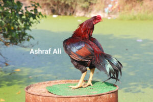 RAMPURI ASEEL, INDIAN ASEEL, REZA ASEEL, SEVAL, MURGA, ASIL, COCK FIGHT, EGGS, POULTRY BUSINESS, ASIL FIGHT, ASEEL FIGHT, AMROHA ASEEL, PAKISTANI ASEEL, MIANWALI ASEEL
