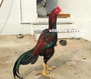 RAMPURI ASEEL, INDIAN ASEEL, REZA ASEEL, SEVAL, MURGA, ASIL, COCK FIGHT, EGGS, POULTRY BUSINESS, ASIL FIGHT, ASEEL FIGHT, AMROHA ASEEL, PAKISTANI ASEEL, MIANWALI ASEEL
