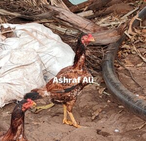 RAMPURI ASEEL, INDIAN ASEEL, REZA ASEEL, SEVAL, MURGA, ASIL, COCK FIGHT, EGGS, POULTRY BUSINESS, ASIL FIGHT, ASEEL FIGHT, AMROHA ASEEL, PAKISTANI ASEEL, MIANWALI ASEEL
