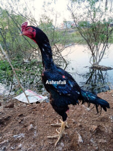 RAMPURI ASEEL, INDIAN ASEEL, REZA ASEEL, SEVAL, MURGA, ASIL, COCK FIGHT, EGGS, POULTRY BUSINESS, ASIL FIGHT, ASEEL FIGHT, AMROHA ASEEL, PAKISTANI ASEEL, MIANWALI ASEEL