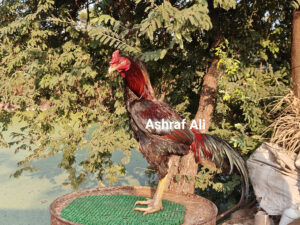RAMPURI ASEEL, INDIAN ASEEL, REZA ASEEL, SEVAL, MURGA, ASIL, COCK FIGHT, EGGS, POULTRY BUSINESS, ASIL FIGHT, ASEEL FIGHT, AMROHA ASEEL, PAKISTANI ASEEL, MIANWALI ASEEL
