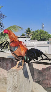 RAMPURI ASEEL, INDIAN ASEEL, REZA ASEEL, SEVAL, MURGA, ASIL, COCK FIGHT, EGGS, POULTRY BUSINESS, ASIL FIGHT, ASEEL FIGHT, AMROHA ASEEL, PAKISTANI ASEEL, MIANWALI ASEEL