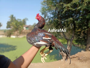 RAMPURI ASEEL, INDIAN ASEEL, REZA ASEEL, SEVAL, MURGA, ASIL, COCK FIGHT, EGGS, POULTRY BUSINESS, ASIL FIGHT, ASEEL FIGHT, AMROHA ASEEL, PAKISTANI ASEEL, MIANWALI ASEEL
