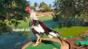 RAMPURI ASEEL, INDIAN ASEEL, REZA ASEEL, SEVAL, MURGA, ASIL, COCK FIGHT, EGGS, POULTRY BUSINESS, ASIL FIGHT, ASEEL FIGHT, AMROHA ASEEL, PAKISTANI ASEEL, MIANWALI ASEEL