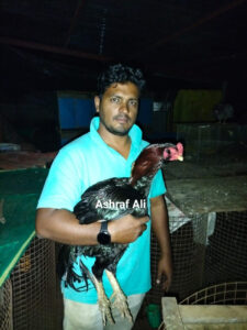 RAMPURI ASEEL, INDIAN ASEEL, REZA ASEEL, SEVAL, MURGA, ASIL, COCK FIGHT, EGGS, POULTRY BUSINESS, ASIL FIGHT, ASEEL FIGHT, AMROHA ASEEL, PAKISTANI ASEEL, MIANWALI ASEEL