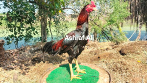 RAMPURI ASEEL, INDIAN ASEEL, REZA ASEEL, SEVAL, MURGA, ASIL, COCK FIGHT, EGGS, POULTRY BUSINESS, ASIL FIGHT, ASEEL FIGHT, AMROHA ASEEL, PAKISTANI ASEEL, MIANWALI ASEEL