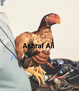 RAMPURI ASEEL, INDIAN ASEEL, REZA ASEEL, SEVAL, MURGA, ASIL, COCK FIGHT, EGGS, POULTRY BUSINESS, ASIL FIGHT, ASEEL FIGHT, AMROHA ASEEL, PAKISTANI ASEEL, MIANWALI ASEEL
