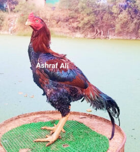 RAMPURI ASEEL, INDIAN ASEEL, REZA ASEEL, SEVAL, MURGA, ASIL, COCK FIGHT, EGGS, POULTRY BUSINESS, ASIL FIGHT, ASEEL FIGHT, AMROHA ASEEL, PAKISTANI ASEEL, MIANWALI ASEEL
