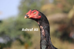 RAMPURI ASEEL, INDIAN ASEEL, REZA ASEEL, SEVAL, MURGA, ASIL, COCK FIGHT, EGGS, POULTRY BUSINESS, ASIL FIGHT, ASEEL FIGHT, AMROHA ASEEL, PAKISTANI ASEEL, MIANWALI ASEEL