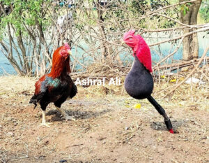 RAMPURI ASEEL, INDIAN ASEEL, REZA ASEEL, SEVAL, MURGA, ASIL, COCK FIGHT, EGGS, POULTRY BUSINESS, ASIL FIGHT, ASEEL FIGHT, AMROHA ASEEL, PAKISTANI ASEEL, MIANWALI ASEEL