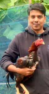 RAMPURI ASEEL, INDIAN ASEEL, REZA ASEEL, SEVAL, MURGA, ASIL, COCK FIGHT, EGGS, POULTRY BUSINESS, ASIL FIGHT, ASEEL FIGHT, AMROHA ASEEL, PAKISTANI ASEEL, MIANWALI ASEEL