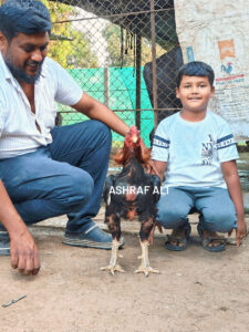 RAMPURI ASEEL, INDIAN ASEEL, REZA ASEEL, SEVAL, MURGA, ASIL, COCK FIGHT, EGGS, POULTRY BUSINESS, ASIL FIGHT, ASEEL FIGHT, AMROHA ASEEL, PAKISTANI ASEEL, MIANWALI ASEEL