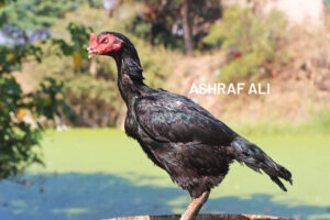 RAMPURI ASEEL, INDIAN ASEEL, REZA ASEEL, SEVAL, MURGA, ASIL, COCK FIGHT, EGGS, POULTRY BUSINESS, ASIL FIGHT, ASEEL FIGHT, AMROHA ASEEL, PAKISTANI ASEEL, MIANWALI ASEEL