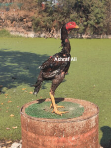 RAMPURI ASEEL, INDIAN ASEEL, REZA ASEEL, SEVAL, MURGA, ASIL, COCK FIGHT, EGGS, POULTRY BUSINESS, ASIL FIGHT, ASEEL FIGHT, AMROHA ASEEL, PAKISTANI ASEEL, MIANWALI ASEEL