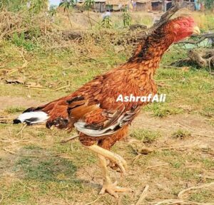 RAMPURI ASEEL, INDIAN ASEEL, REZA ASEEL, SEVAL, MURGA, ASIL, COCK FIGHT, EGGS, POULTRY BUSINESS, ASIL FIGHT, ASEEL FIGHT, AMROHA ASEEL, PAKISTANI ASEEL, MIANWALI ASEEL