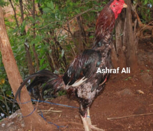 RAMPURI ASEEL, INDIAN ASEEL, REZA ASEEL, SEVAL, MURGA, ASIL, COCK FIGHT, EGGS, POULTRY BUSINESS, ASIL FIGHT, ASEEL FIGHT, AMROHA ASEEL, PAKISTANI ASEEL, MIANWALI ASEEL