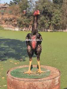 RAMPURI ASEEL, INDIAN ASEEL, REZA ASEEL, SEVAL, MURGA, ASIL, COCK FIGHT, EGGS, POULTRY BUSINESS, ASIL FIGHT, ASEEL FIGHT, AMROHA ASEEL, PAKISTANI ASEEL, MIANWALI ASEEL