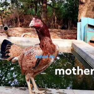 RAMPURI ASEEL, INDIAN ASEEL, REZA ASEEL, SEVAL, MURGA, ASIL, COCK FIGHT, EGGS, POULTRY BUSINESS, ASIL FIGHT, ASEEL FIGHT, AMROHA ASEEL, PAKISTANI ASEEL, MIANWALI ASEEL