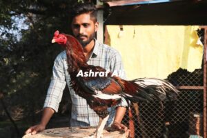 RAMPURI ASEEL, INDIAN ASEEL, REZA ASEEL, SEVAL, MURGA, ASIL, COCK FIGHT, EGGS, POULTRY BUSINESS, ASIL FIGHT, ASEEL FIGHT, AMROHA ASEEL, PAKISTANI ASEEL, MIANWALI ASEEL