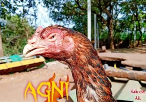 RAMPURI ASEEL, INDIAN ASEEL, REZA ASEEL, SEVAL, MURGA, ASIL, COCK FIGHT, EGGS, POULTRY BUSINESS, ASIL FIGHT, ASEEL FIGHT, AMROHA ASEEL, PAKISTANI ASEEL, MIANWALI ASEEL