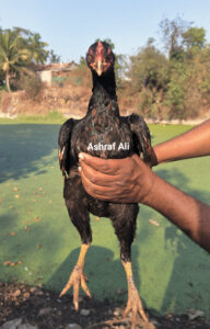 RAMPURI ASEEL, INDIAN ASEEL, REZA ASEEL, SEVAL, MURGA, ASIL, COCK FIGHT, EGGS, POULTRY BUSINESS, ASIL FIGHT, ASEEL FIGHT, AMROHA ASEEL, PAKISTANI ASEEL, MIANWALI ASEEL