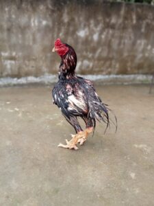 RAMPURI ASEEL, INDIAN ASEEL, REZA ASEEL, SEVAL, MURGA, ASIL, COCK FIGHT, EGGS, POULTRY BUSINESS, ASIL FIGHT, ASEEL FIGHT, AMROHA ASEEL, PAKISTANI ASEEL, MIANWALI ASEEL