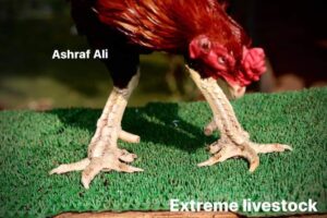 RAMPURI ASEEL, INDIAN ASEEL, REZA ASEEL, SEVAL, MURGA, ASIL, COCK FIGHT, EGGS, POULTRY BUSINESS, ASIL FIGHT, ASEEL FIGHT, AMROHA ASEEL, PAKISTANI ASEEL, MIANWALI ASEEL