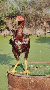 RAMPURI ASEEL, INDIAN ASEEL, REZA ASEEL, SEVAL, MURGA, ASIL, COCK FIGHT, EGGS, POULTRY BUSINESS, ASIL FIGHT, ASEEL FIGHT, AMROHA ASEEL, PAKISTANI ASEEL, MIANWALI ASEEL