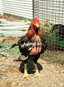 RAMPURI ASEEL, INDIAN ASEEL, REZA ASEEL, SEVAL, MURGA, ASIL, COCK FIGHT, EGGS, POULTRY BUSINESS, ASIL FIGHT, ASEEL FIGHT, AMROHA ASEEL, PAKISTANI ASEEL, MIANWALI ASEEL