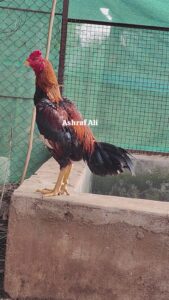 RAMPURI ASEEL, INDIAN ASEEL, REZA ASEEL, SEVAL, MURGA, ASIL, COCK FIGHT, EGGS, POULTRY BUSINESS, ASIL FIGHT, ASEEL FIGHT, AMROHA ASEEL, PAKISTANI ASEEL, MIANWALI ASEEL