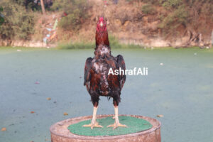 RAMPURI ASEEL, INDIAN ASEEL, REZA ASEEL, SEVAL, MURGA, ASIL, COCK FIGHT, EGGS, POULTRY BUSINESS, ASIL FIGHT, ASEEL FIGHT, AMROHA ASEEL, PAKISTANI ASEEL, MIANWALI ASEEL