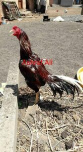 RAMPURI ASEEL, INDIAN ASEEL, REZA ASEEL, SEVAL, MURGA, ASIL, COCK FIGHT, EGGS, POULTRY BUSINESS, ASIL FIGHT, ASEEL FIGHT, AMROHA ASEEL, PAKISTANI ASEEL, MIANWALI ASEEL