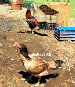 RAMPURI ASEEL, INDIAN ASEEL, REZA ASEEL, SEVAL, MURGA, ASIL, COCK FIGHT, EGGS, POULTRY BUSINESS, ASIL FIGHT, ASEEL FIGHT, AMROHA ASEEL, PAKISTANI ASEEL, MIANWALI ASEEL