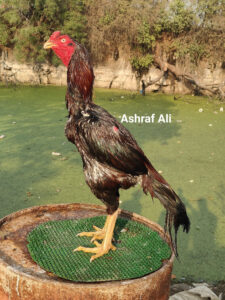 RAMPURI ASEEL, INDIAN ASEEL, REZA ASEEL, SEVAL, MURGA, ASIL, COCK FIGHT, EGGS, POULTRY BUSINESS, ASIL FIGHT, ASEEL FIGHT, AMROHA ASEEL, PAKISTANI ASEEL, MIANWALI ASEEL