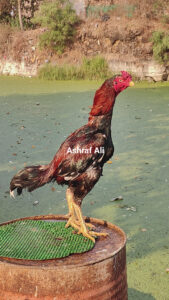 RAMPURI ASEEL, INDIAN ASEEL, REZA ASEEL, SEVAL, MURGA, ASIL, COCK FIGHT, EGGS, POULTRY BUSINESS, ASIL FIGHT, ASEEL FIGHT, AMROHA ASEEL, PAKISTANI ASEEL, MIANWALI ASEEL
