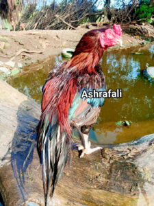 RAMPURI ASEEL, INDIAN ASEEL, REZA ASEEL, SEVAL, MURGA, ASIL, COCK FIGHT, EGGS, POULTRY BUSINESS, ASIL FIGHT, ASEEL FIGHT, AMROHA ASEEL, PAKISTANI ASEEL, MIANWALI ASEEL